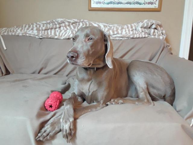 Zoe at Dianne's 4:8:18
